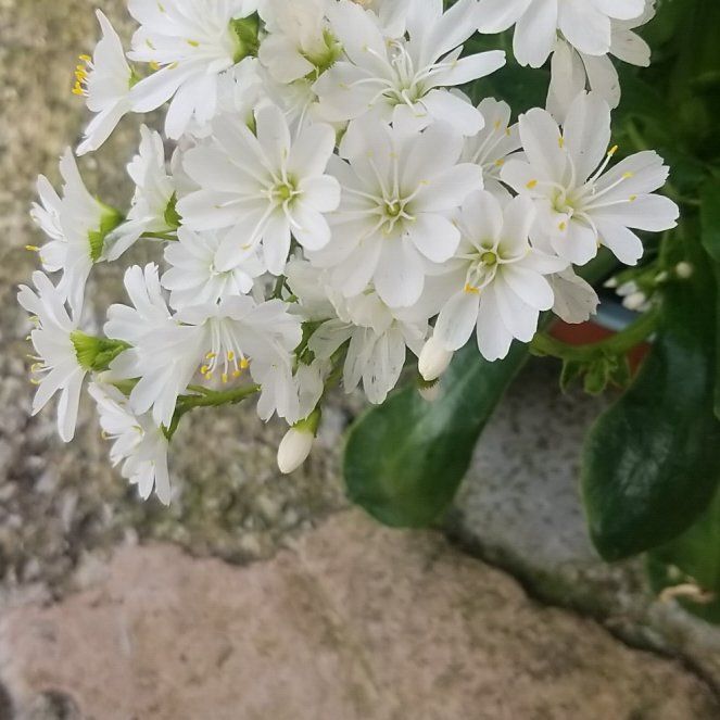Photo of the plant species Oxlip by @JuicyCamelina named Demi on Greg, the plant care app