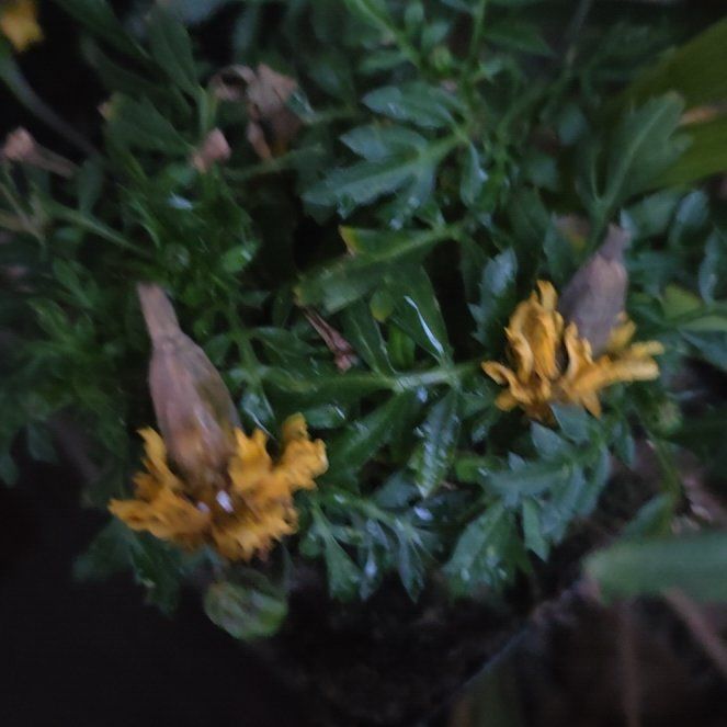 Photo of the plant species Alfalfa by @GodlyRivetwheat named Doja Cat on Greg, the plant care app