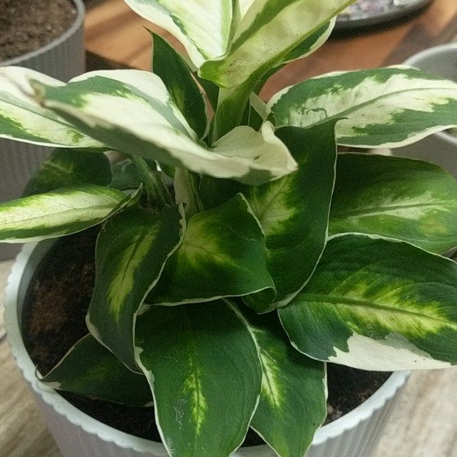 Photo of the plant species Dieffenbachia 'Cool Beauty' by @JazzyCucamelon named Walt on Greg, the plant care app