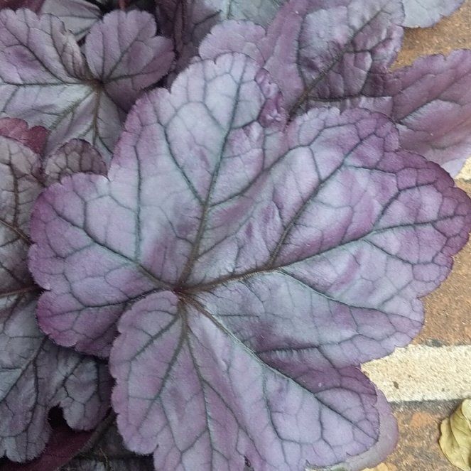 Photo of the plant species Heuchera by @JazzyCucamelon named Maya on Greg, the plant care app