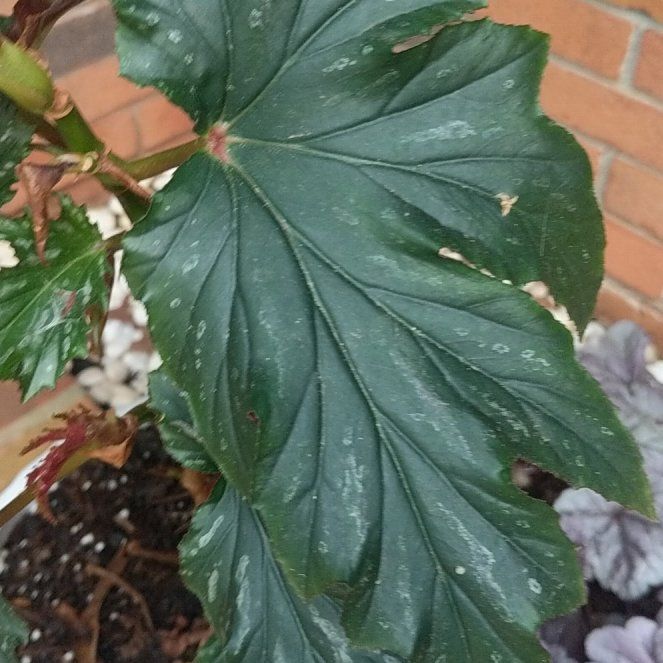 Photo of the plant species Sophia by @JazzyCucamelon named Duke on Greg, the plant care app