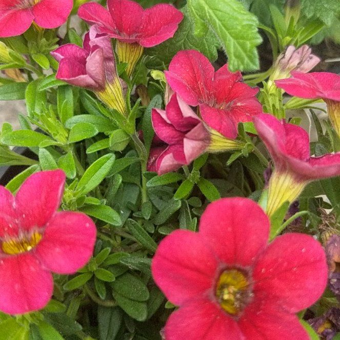 Photo of the plant species Calibrachoa 'Red' by @JazzyCucamelon named Surya on Greg, the plant care app