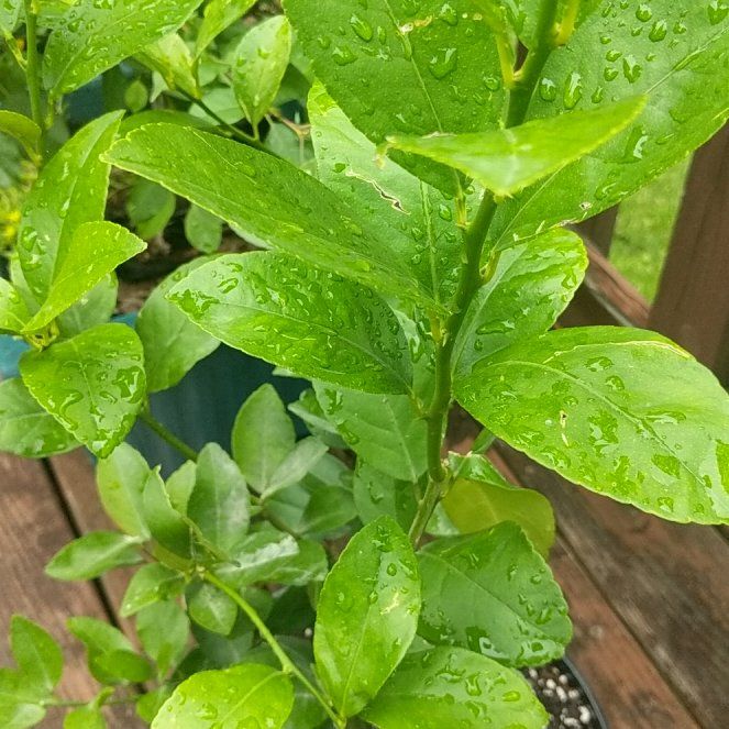 Photo of the plant species Persian Lime by @JazzyCucamelon named Marley on Greg, the plant care app