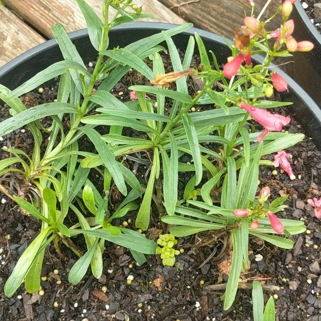 Photo of the plant species Beardtongue by @JazzyCucamelon named Lola on Greg, the plant care app