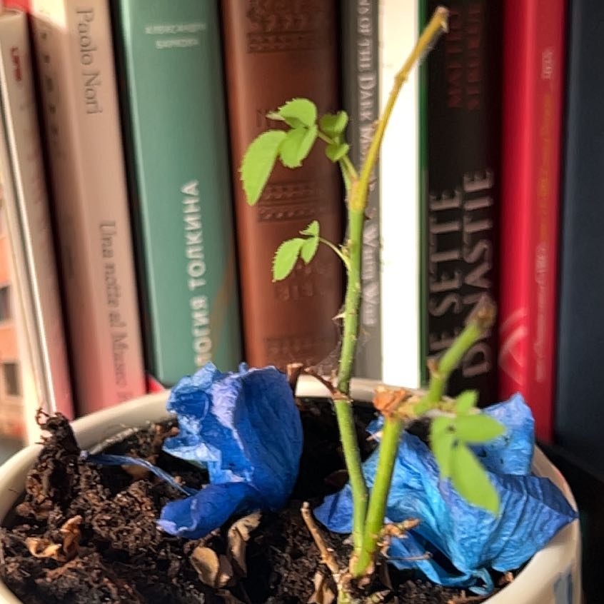 Photo of the plant species Multiflora Rose by @BuffEggplant23 named McKinley on Greg, the plant care app
