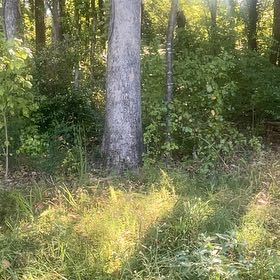 Photo of the plant species Loblolly Pine by @JauntyMedeola68 named Gaga on Greg, the plant care app