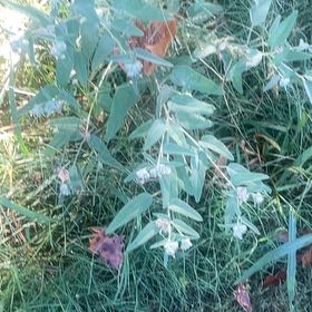Photo of the plant species Capitate Croton by @JauntyMedeola68 named Rosa on Greg, the plant care app