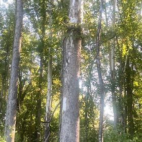 Photo of the plant species Scots Pine by @JauntyMedeola68 named Sherlock on Greg, the plant care app