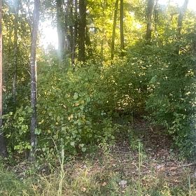 Photo of the plant species Quaking Aspen by @JauntyMedeola68 named Dax on Greg, the plant care app