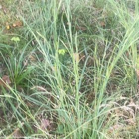 Photo of the plant species Old Switch Panic Grass by @JauntyMedeola68 named Cleopatra on Greg, the plant care app