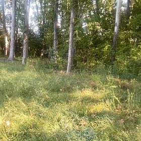 Photo of the plant species Reed Canarygrass by @JauntyMedeola68 named Kendall on Greg, the plant care app