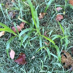 Photo of the plant species Bamboo Orchid by @JauntyMedeola68 named Sonora on Greg, the plant care app