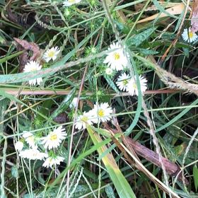 Photo of the plant species Heath Aster by @JauntyMedeola68 named Osmo on Greg, the plant care app