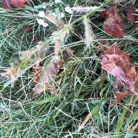 Photo of the plant species Barnyard Grass by @JauntyMedeola68 named ChloroPhil on Greg, the plant care app