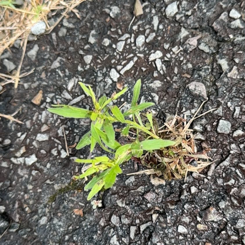 Photo of the plant species Neckweed by @JauntyMedeola68 named Michelle Branch on Greg, the plant care app