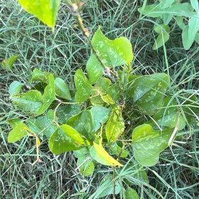 Photo of the plant species Cowvine by @JauntyMedeola68 named Beyonce on Greg, the plant care app