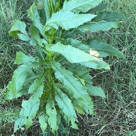 Photo of the plant species American Burnweed by @JauntyMedeola68 named Mando on Greg, the plant care app