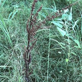 Photo of the plant species Rumex Crispus by @JauntyMedeola68 named Tupot amaroot on Greg, the plant care app