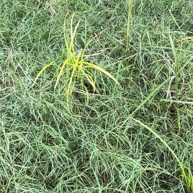 Photo of the plant species Earth Almond by @JauntyMedeola68 named Duke on Greg, the plant care app