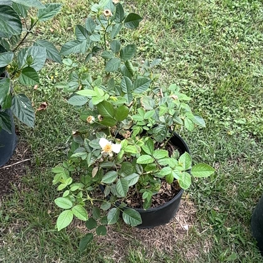 Photo of the plant species Julia Child Rose by @ManlyMuskmallow named Remington on Greg, the plant care app