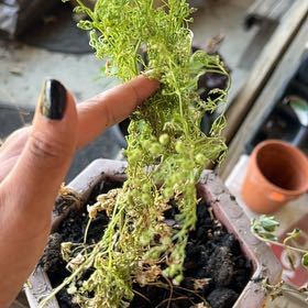 Photo of the plant species Cilantro 'Filtro' by Sarah named Messi on Greg, the plant care app