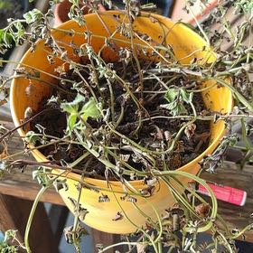 Photo of the plant species Chocolate Mint by Sarah named Tree Diddy on Greg, the plant care app