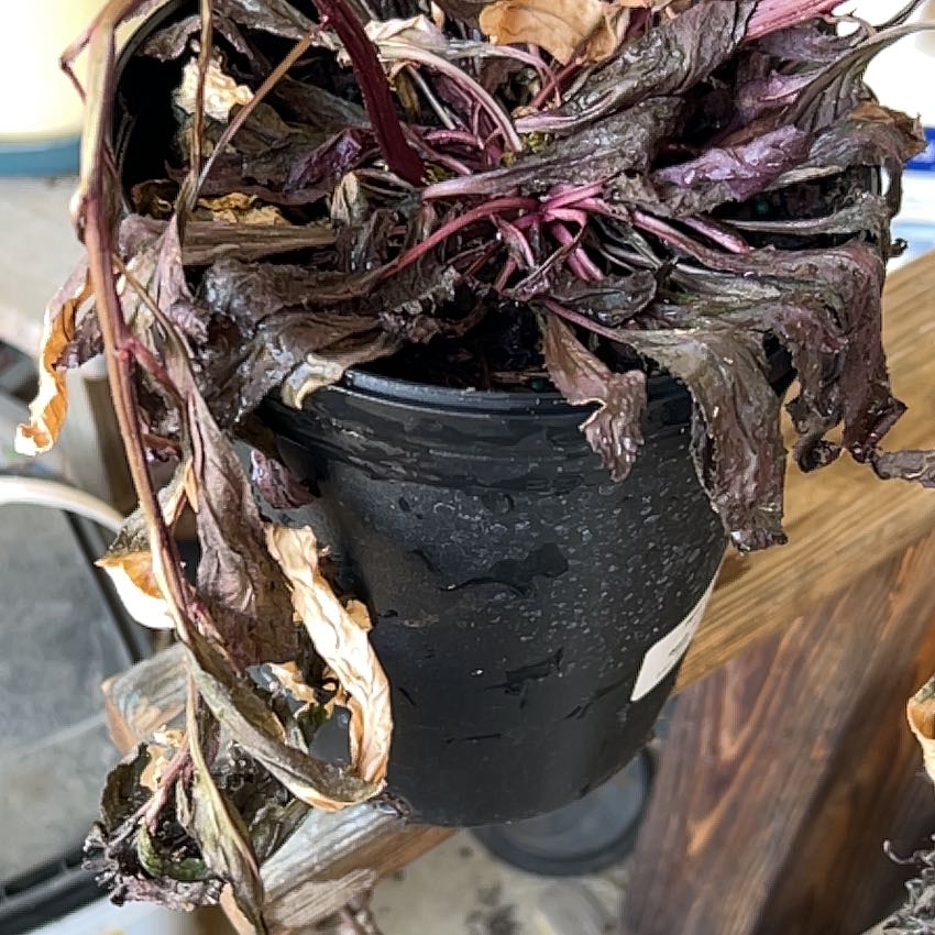 Photo of the plant species Lobelia 'Black Truffle' by Sarah named Queen on Greg, the plant care app