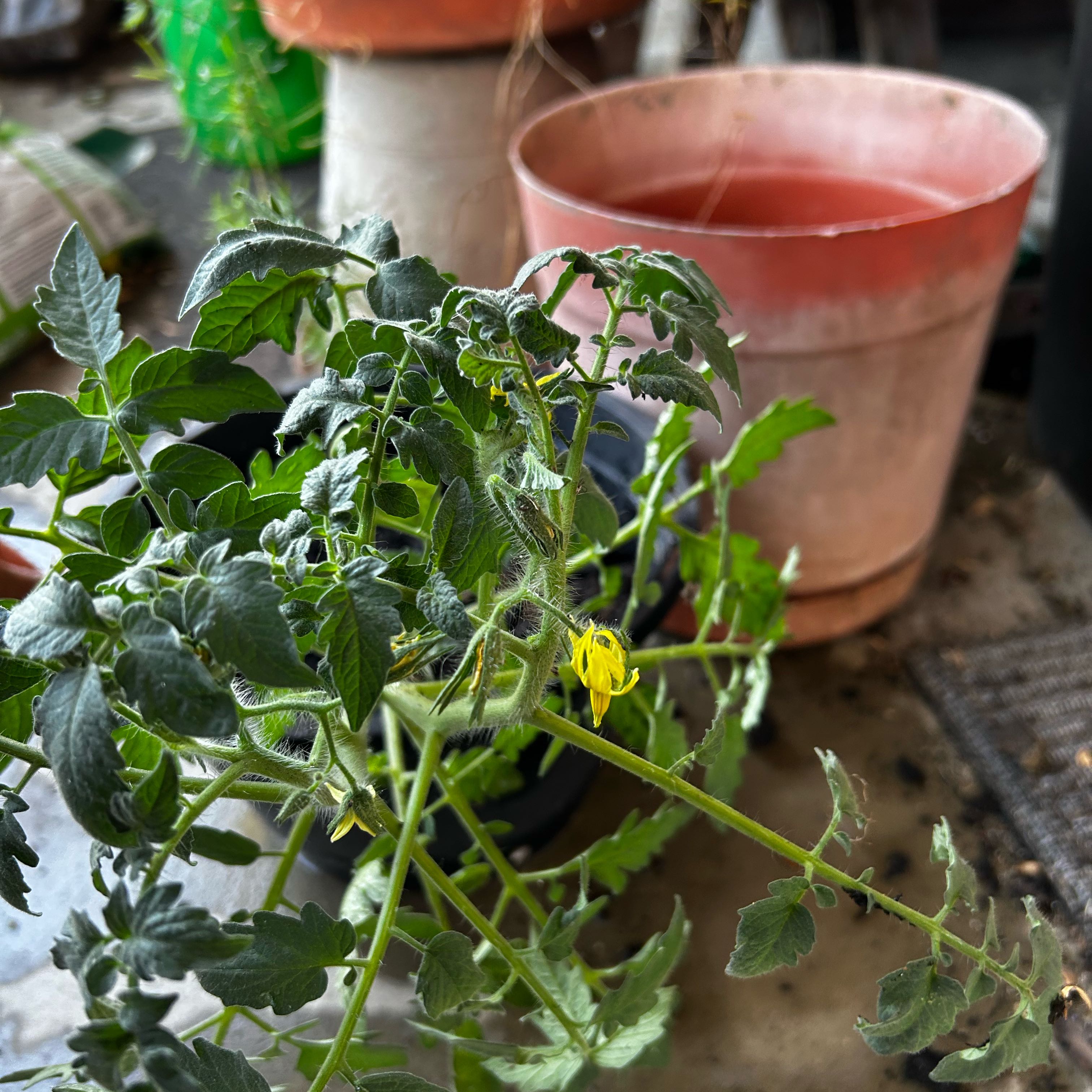Photo of the plant species Tomato 'Black Krim' by Sarah named Bruce Lee on Greg, the plant care app