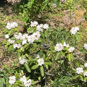 Photo of the plant species Calico Bush by Sarah named Orwell on Greg, the plant care app