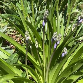 Photo of the plant species Spanish Bluebell by Sarah named Luna on Greg, the plant care app