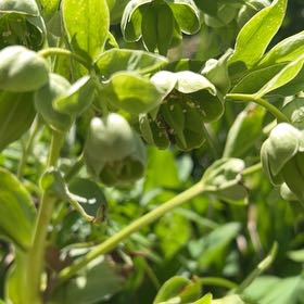 Photo of the plant species Bearsfoot Hellebore by Sarah named Muhammad Ali on Greg, the plant care app