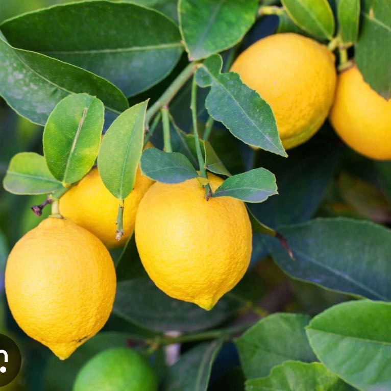 Photo of the plant species Eureka Lemon by @ChosenLithop22 named Xena on Greg, the plant care app