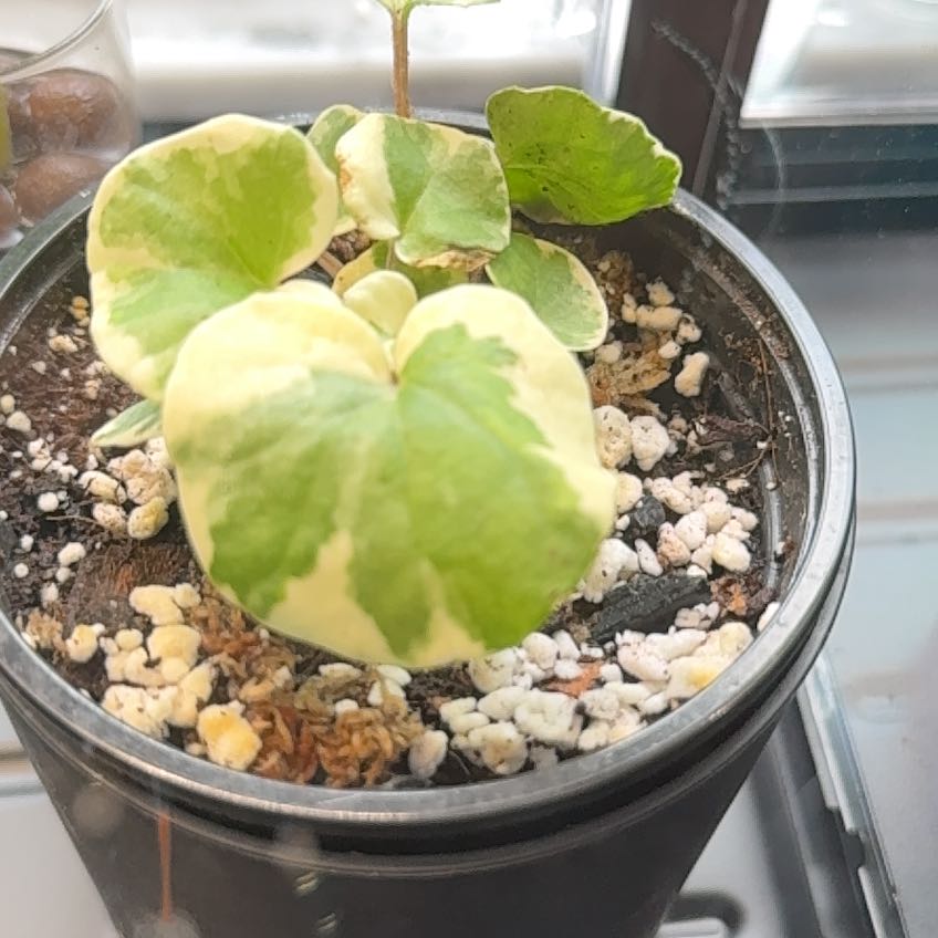 Photo of the plant species Variegated Tractor Seat by @BlamelessOkra38 named Walt on Greg, the plant care app