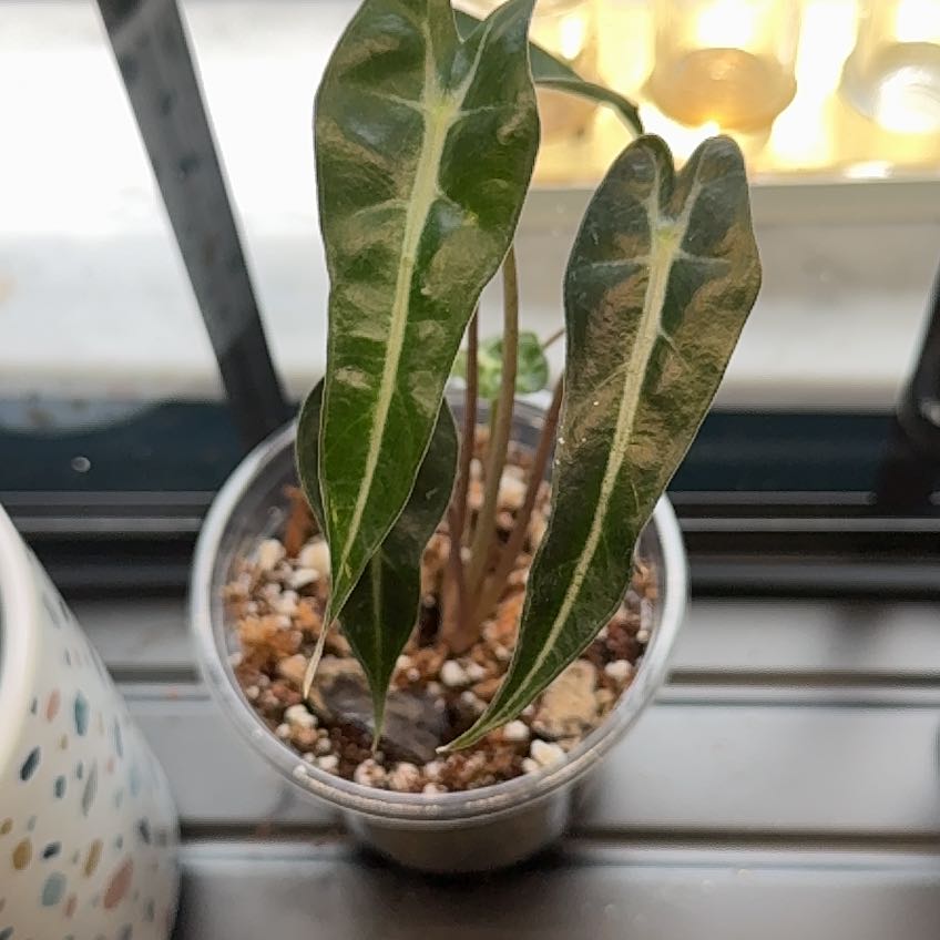Photo of the plant species bambino arrow plant by @BlamelessOkra38 named Zeus on Greg, the plant care app