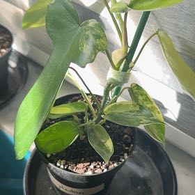 Photo of the plant species philodendres florida beauty veriegata by @BlamelessOkra38 named Sahara on Greg, the plant care app