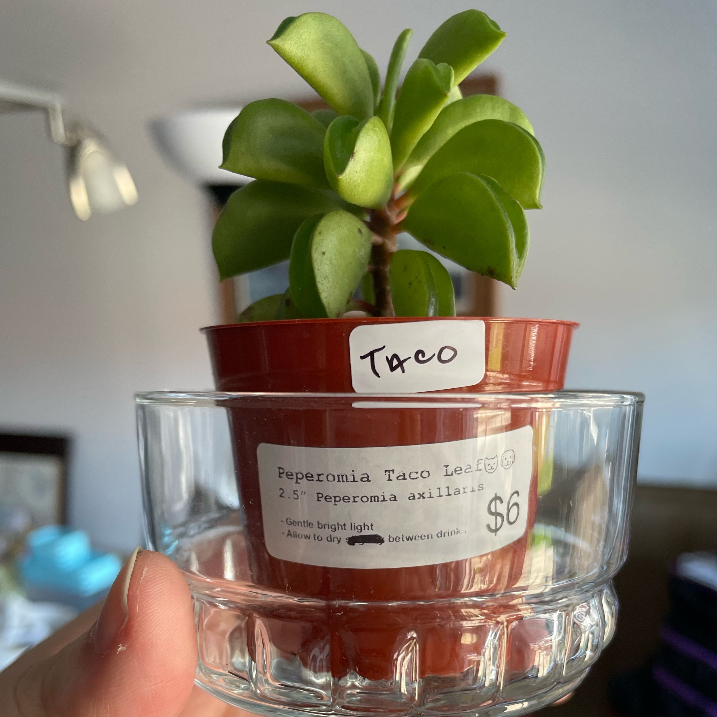 Photo of the plant species Taco Plant by @jnesra named Taco on Greg, the plant care app