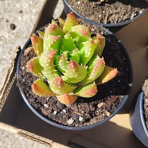 Photo of the plant species Aloe humilis x erinacea by @TrueKalopanax13 named Clooney on Greg, the plant care app