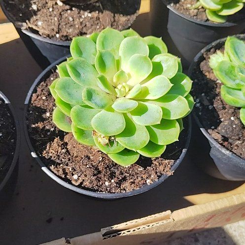 Photo of the plant species Echeveria 'Lime n' Chile' by @TrueKalopanax13 named Achilles on Greg, the plant care app