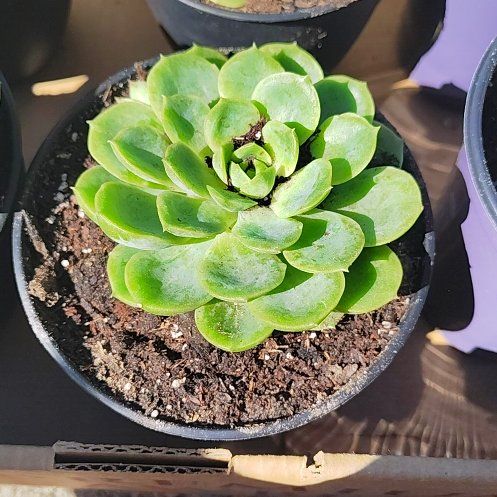 Photo of the plant species Echeveria 'Lime n' Chile' by @TrueKalopanax13 named Gates on Greg, the plant care app