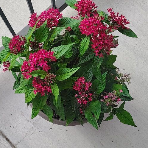 Photo of the plant species Egyptian Starcluster by @TrueKalopanax13 named Forrest on Greg, the plant care app