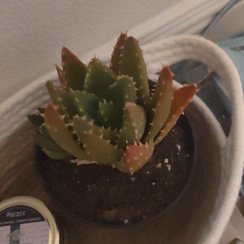 Photo of the plant species Gold Tooth Aloe by @TrueKalopanax13 named Sproutacus on Greg, the plant care app