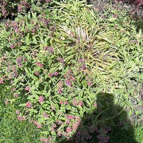 Photo of the plant species Brompton Stock by @FreeAnacua28 named Sproutacus on Greg, the plant care app