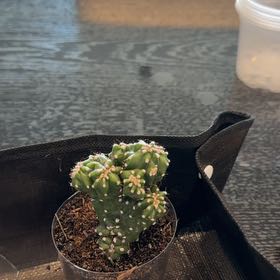 Photo of the plant species Monstrose Cactus by @ProudWoodmelick named Kardashian on Greg, the plant care app