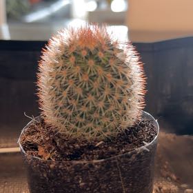 Photo of the plant species Mammillaria densispina by @ProudWoodmelick named Achilles on Greg, the plant care app