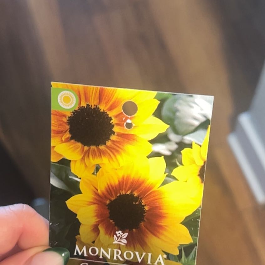 Photo of the plant species Sunflower 'SunBelievable Brown Eyed Girl' by @FoxyPegaropa96 named Plato on Greg, the plant care app