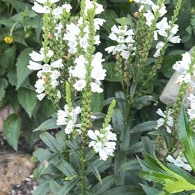 Photo of the plant species Obedient Plant by @RadLettuce47 named Harry on Greg, the plant care app