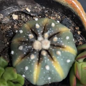Watermelon, cactus