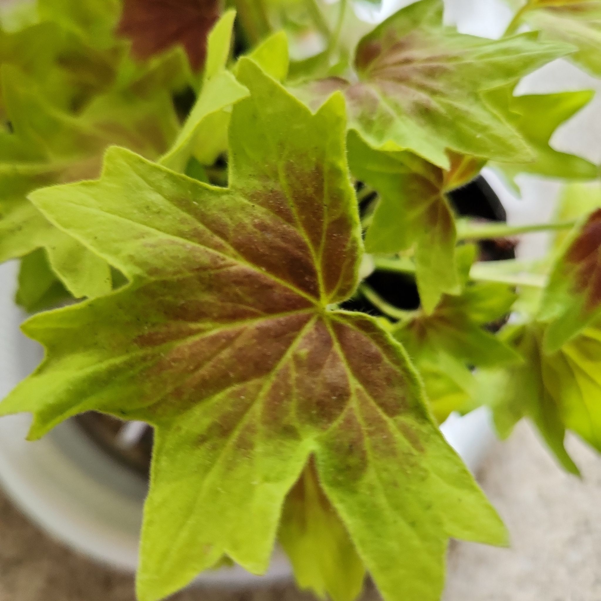 Photo of the plant species Vancouver Centennial Geranium by @JewelledCarrot named Aria on Greg, the plant care app