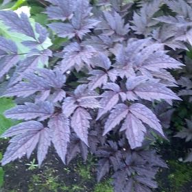 Photo of the plant species Black Baneberry by @ZingyHoyabella named Beckham on Greg, the plant care app