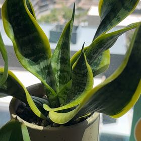 Photo of the plant species Twisted Sister Snake Plant by @FunEvergreen95 named Snake on Greg, the plant care app